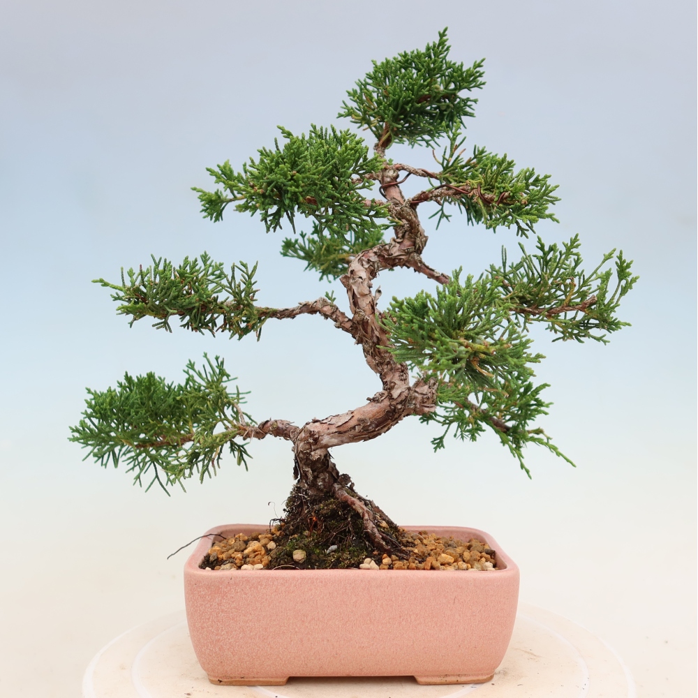 Kültéri bonsai - Juniperus chinensis Kishu