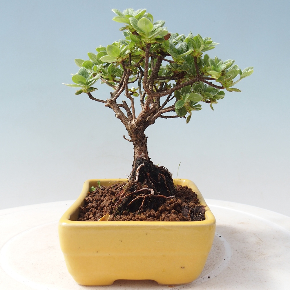 Kültéri bonsai - Rhododendron indicum - japán azálea