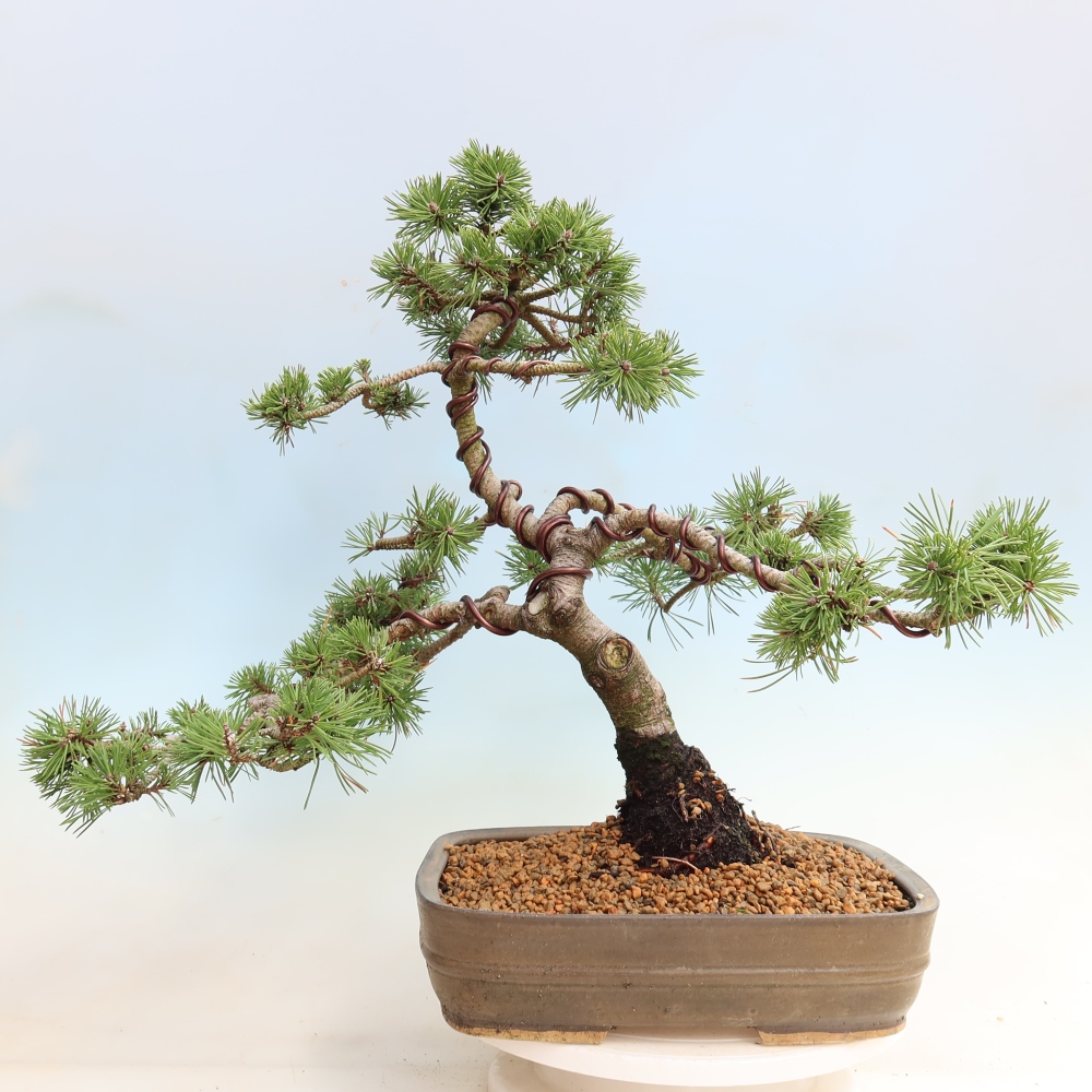 Kültéri bonsai – Pinus mugo Humpy – Törpefenyő