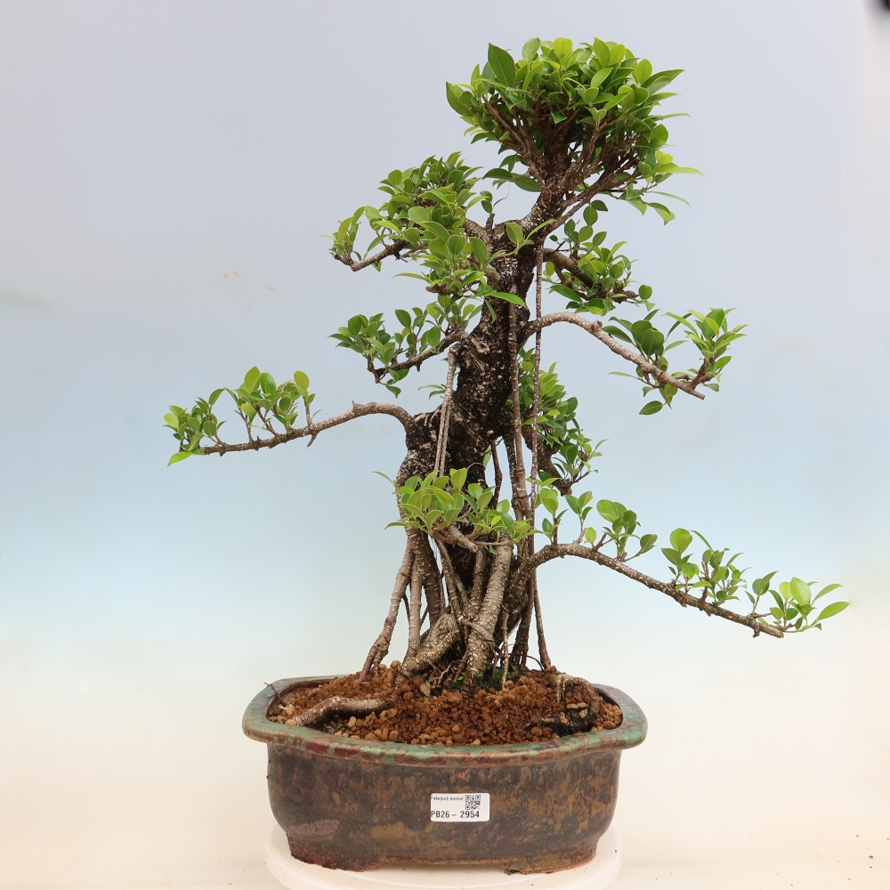 Szobai bonsai - Ficus kimmen - kislevelű fikusz