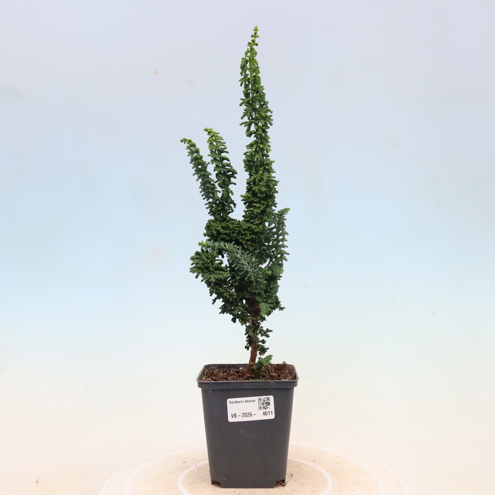 Kültéri bonsai - Cham. obtusa SEKKA HINOKI - Cifra ciprus