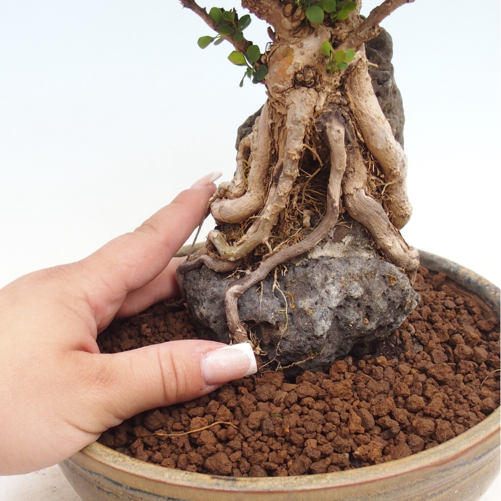 Kültéri bonsai - Berberis coreana