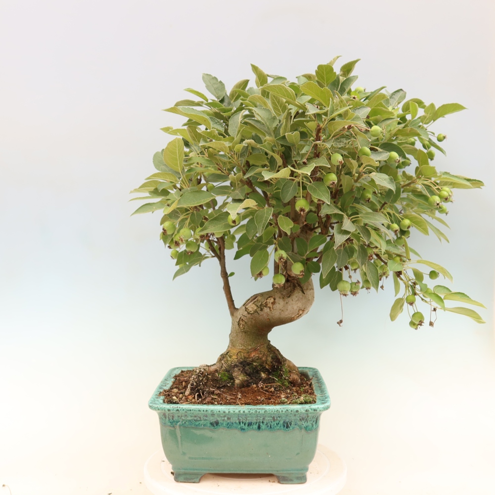 Kültéri bonsai -Malus halliana - Kis gyümölcsű almafa