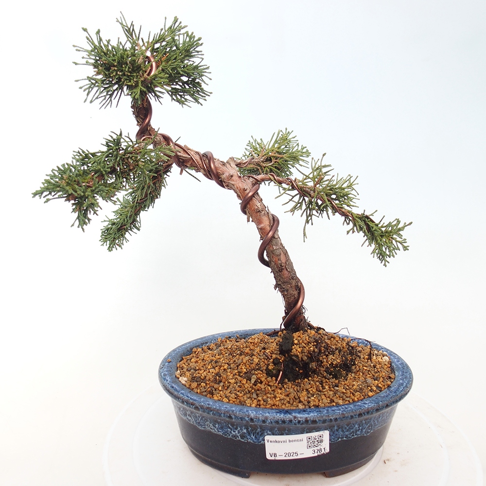 Kültéri bonsai - Juniperus chinensis Kishu