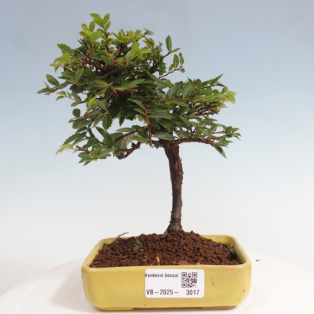 Kültéri bonsai - Ulmus parvifolia Sagei - Kislevelű szilfa