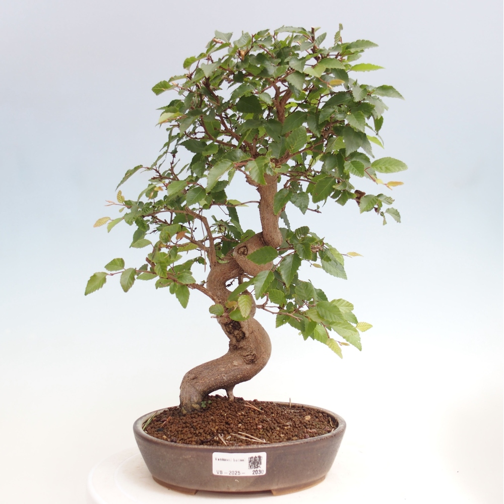 Kültéri bonsai -Carpinus CARPINOIDES - Koreai gyertyánfa