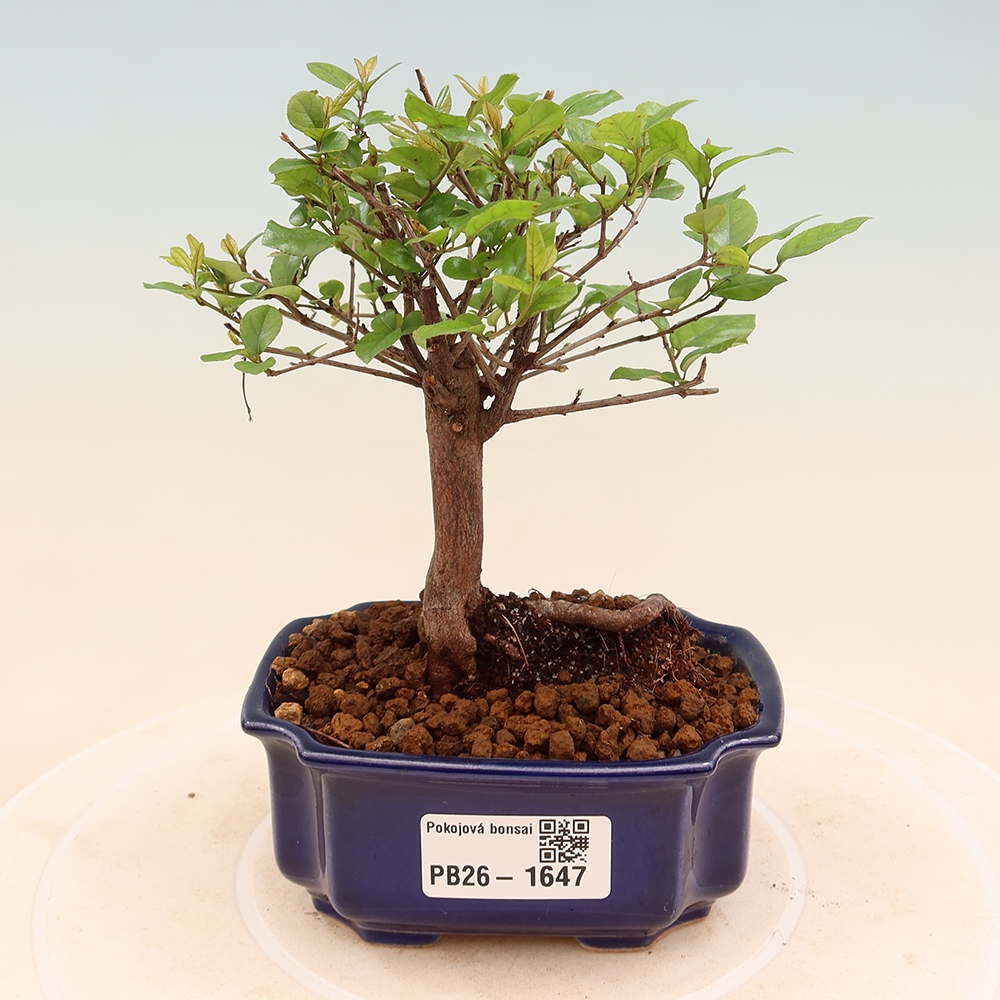 Szobai bonsai - Sageretia thea - Sageretia thea