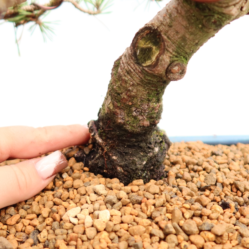 Kültéri bonsai – Pinus mugo Humpy – Törpefenyő