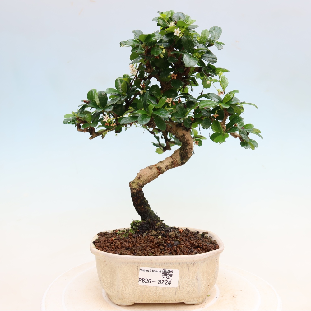 Szobai bonsai - Carmona macrophylla - Tea fuki