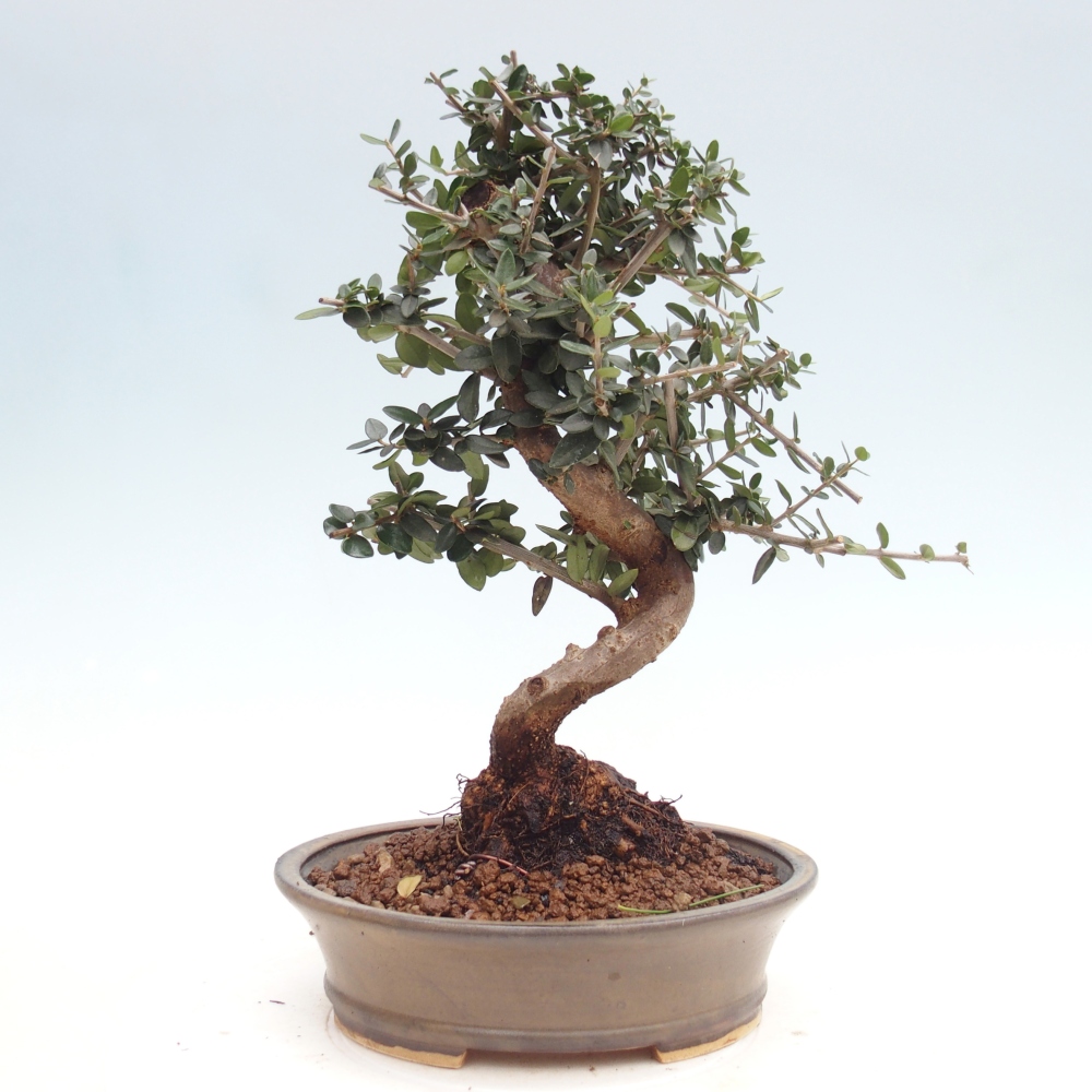 Beltéri bonsai - Olea europaea sylvestris