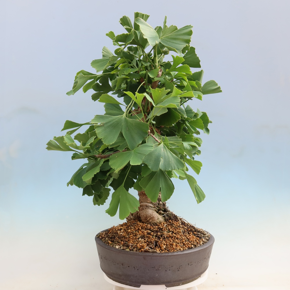 Kültéri bonsai - Ginkgo biloba - Ginkgo biloba