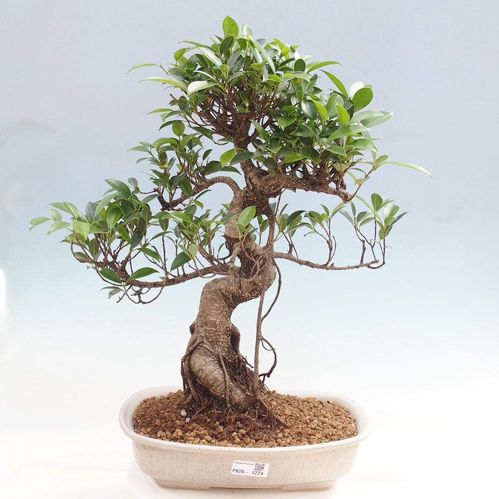 Szobai bonsai - Ficus kimmen - kislevelű fikusz