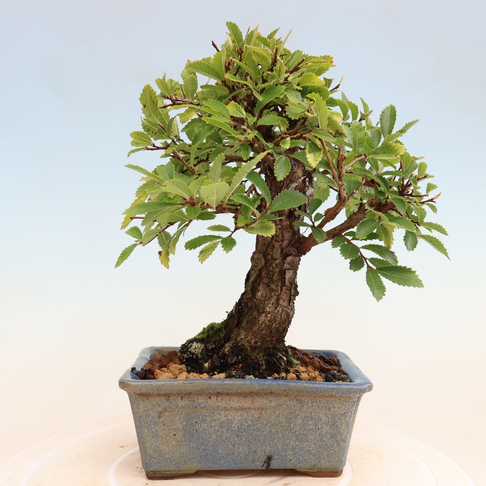 Kültéri bonsai - Zelkova - Zelkova NIRE