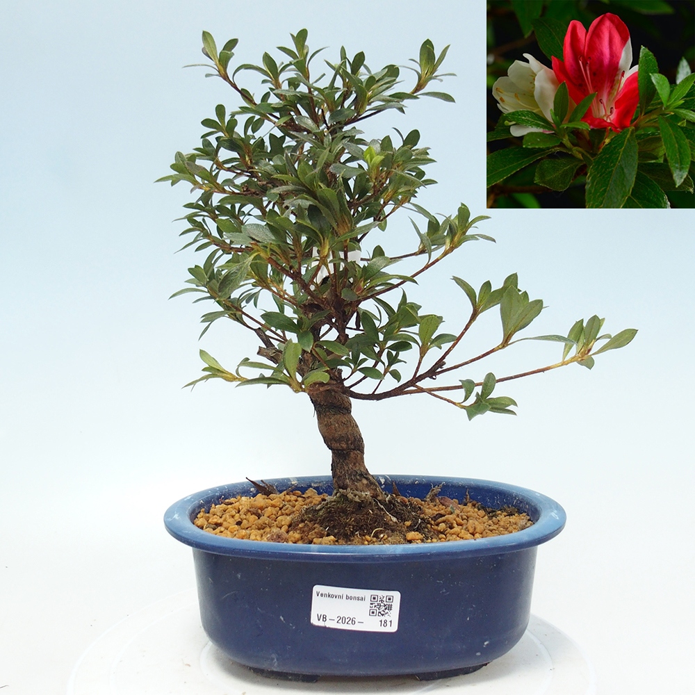 Kültéri bonsai - Japán azálea - Azalea Senhime