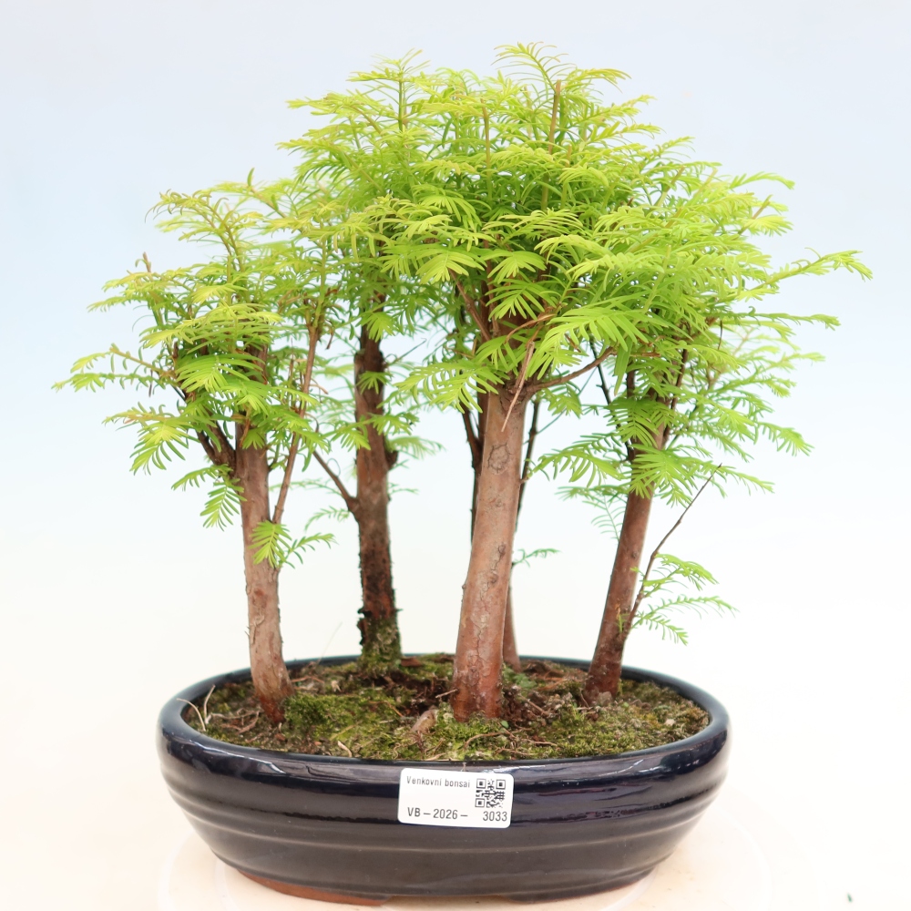 Kültéri bonsai – Metasequoia glyptostroboides – kínai metasequoia – kis erdő