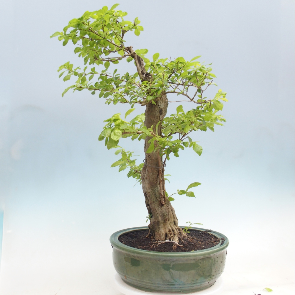 Szobai bonsai - Duranta erecta Aurea - CSAK SZEMÉLYES Begyűjtés vagy raklapos szállítás