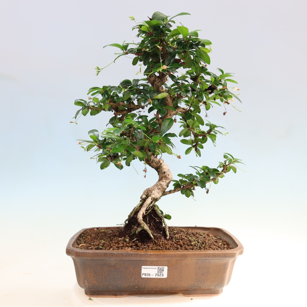 Szobai bonsai - Carmona macrophylla - Tea fuki