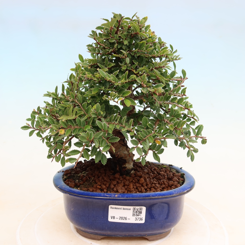 Kültéri bonsai - Zelkova - Zelkova NIRE