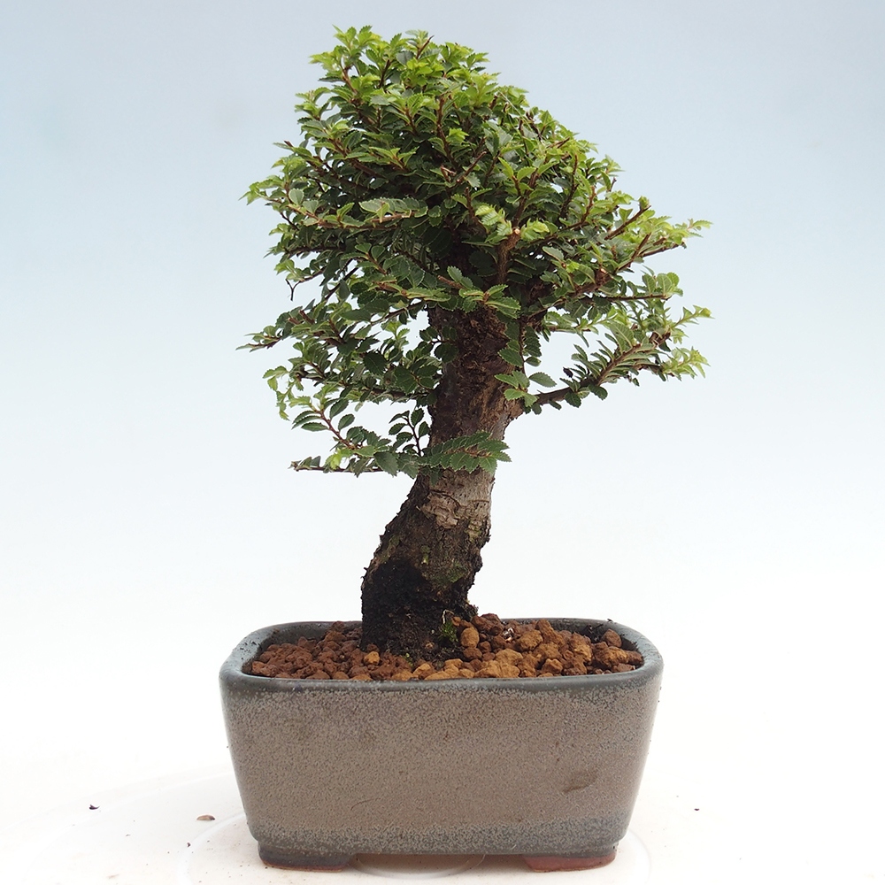 Kültéri bonsai - Ulmus parvifolia Hokkaido - Kínai szil - Ulmus parvifolia Hokkaido
