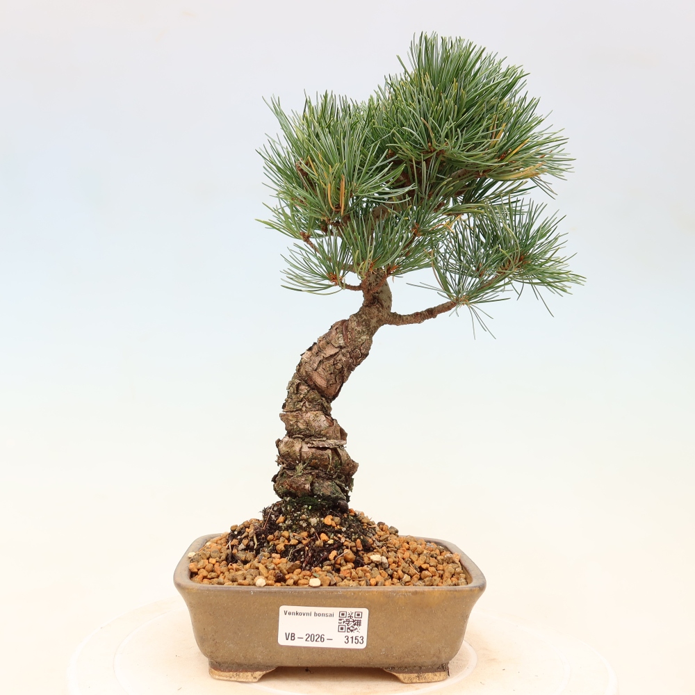 Kültéri bonsai - Pinus parviflora - Pinus parviflora