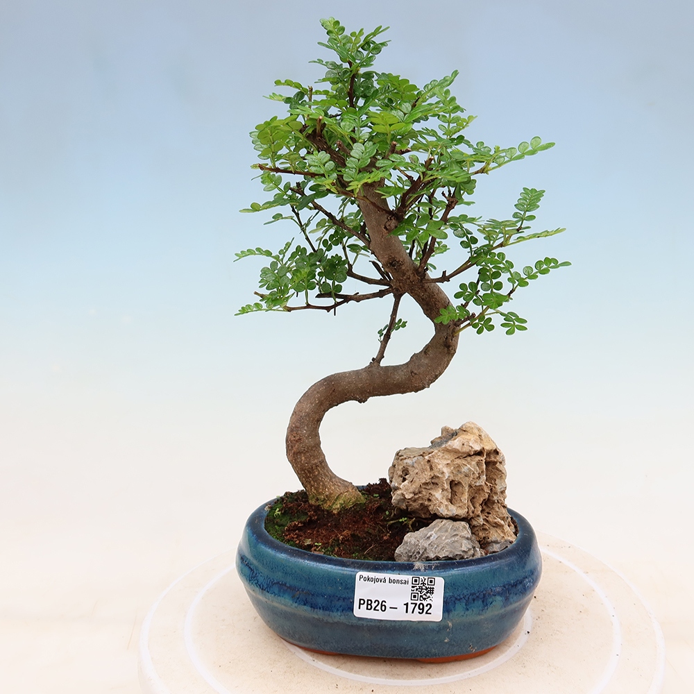 Szobai bonsai - Zantoxylum piperitum - borsfa