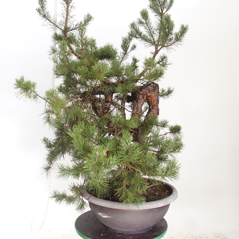 Yamadori - Pinus sylvestris Spanyolország
