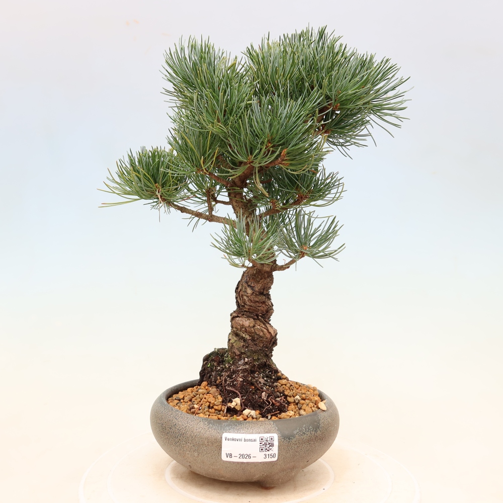 Kültéri bonsai - Pinus parviflora - Pinus parviflora