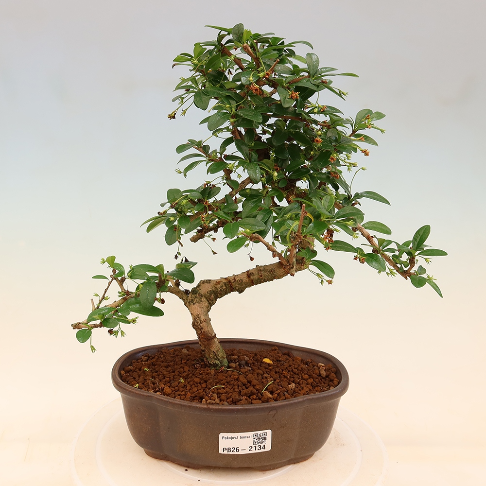 Szobai bonsai - Carmona macrophylla - Tea fuki