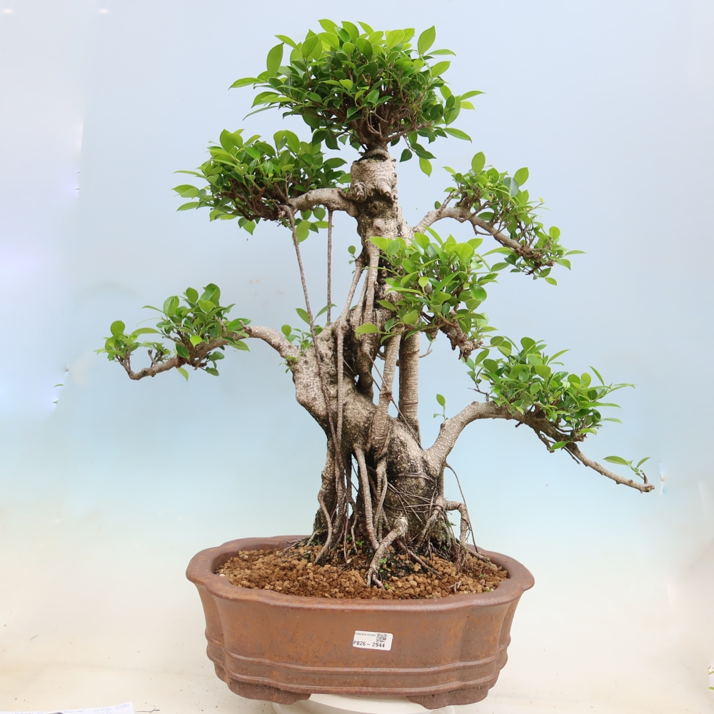 Szobai bonsai - Ficus kimmen - kislevelű fikusz