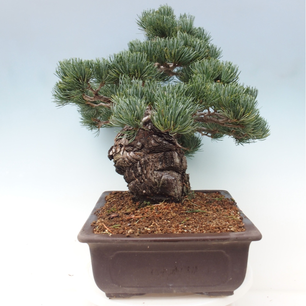 Kültéri bonsai - Pinus parviflora - Pinus parviflora