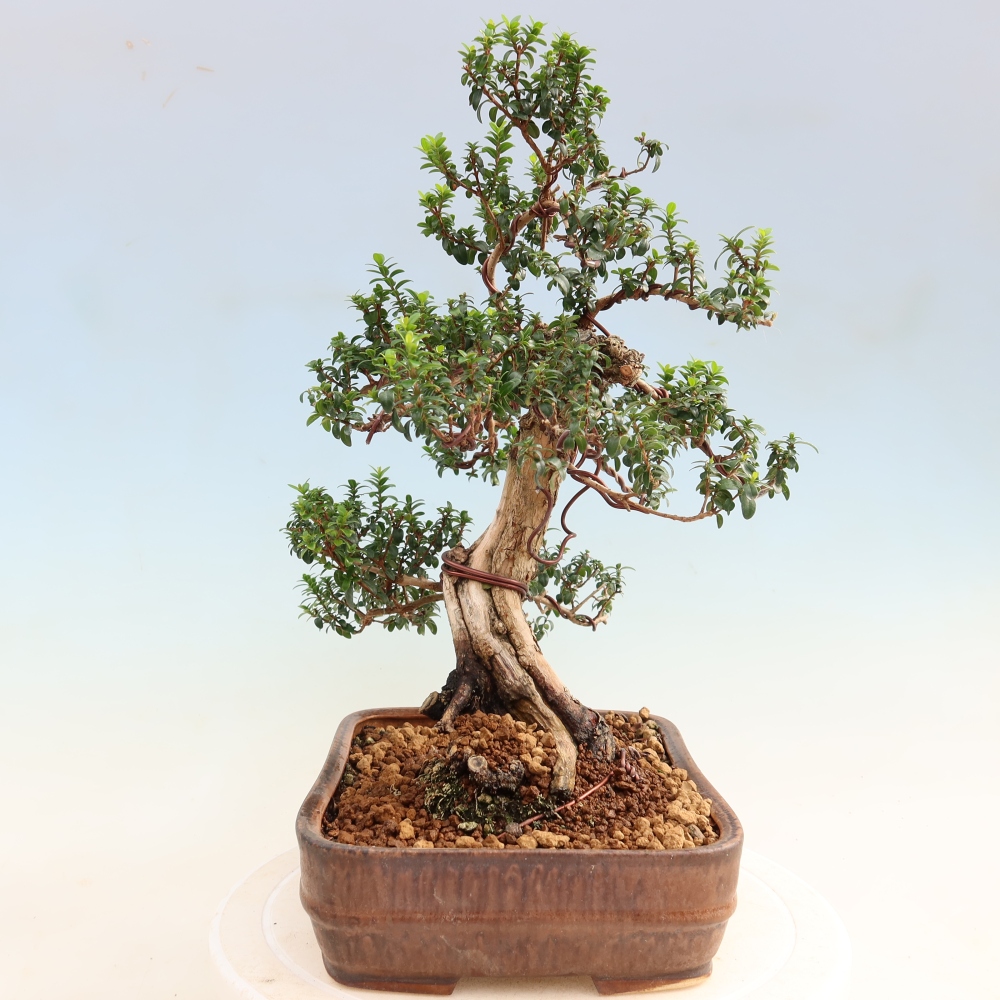 Szobai bonsai - Myrtus communis - Mirtus communis - Mirtusz