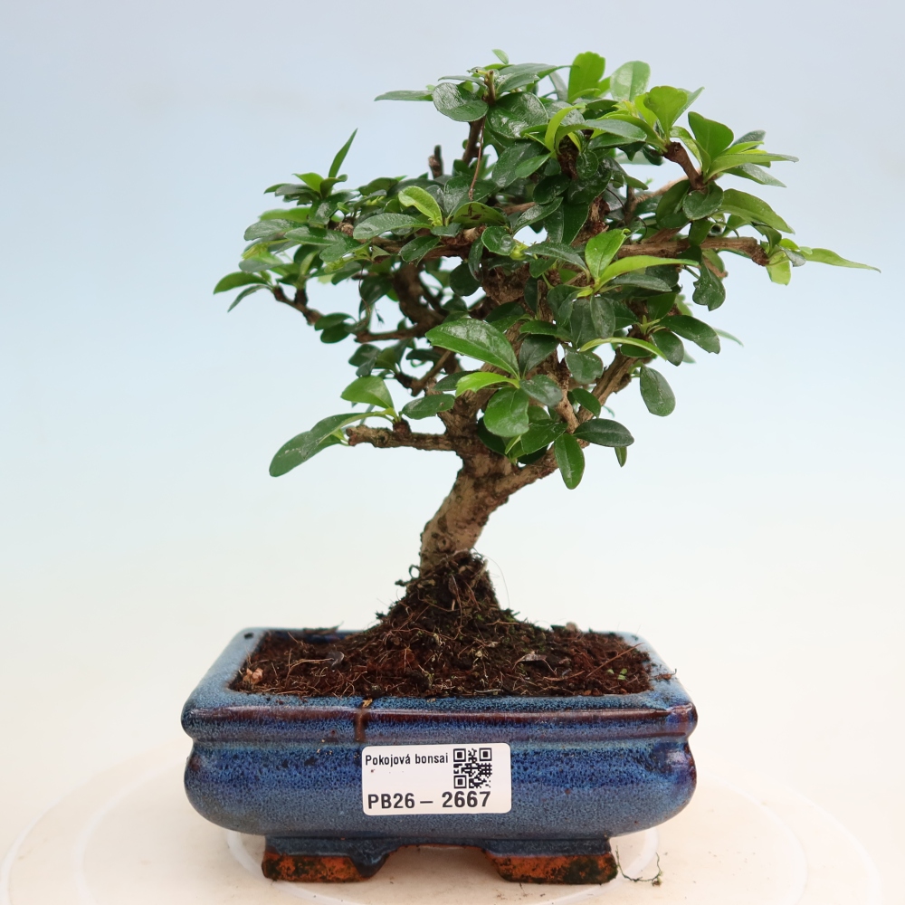Szobai bonsai - Carmona macrophylla - Tea fuki