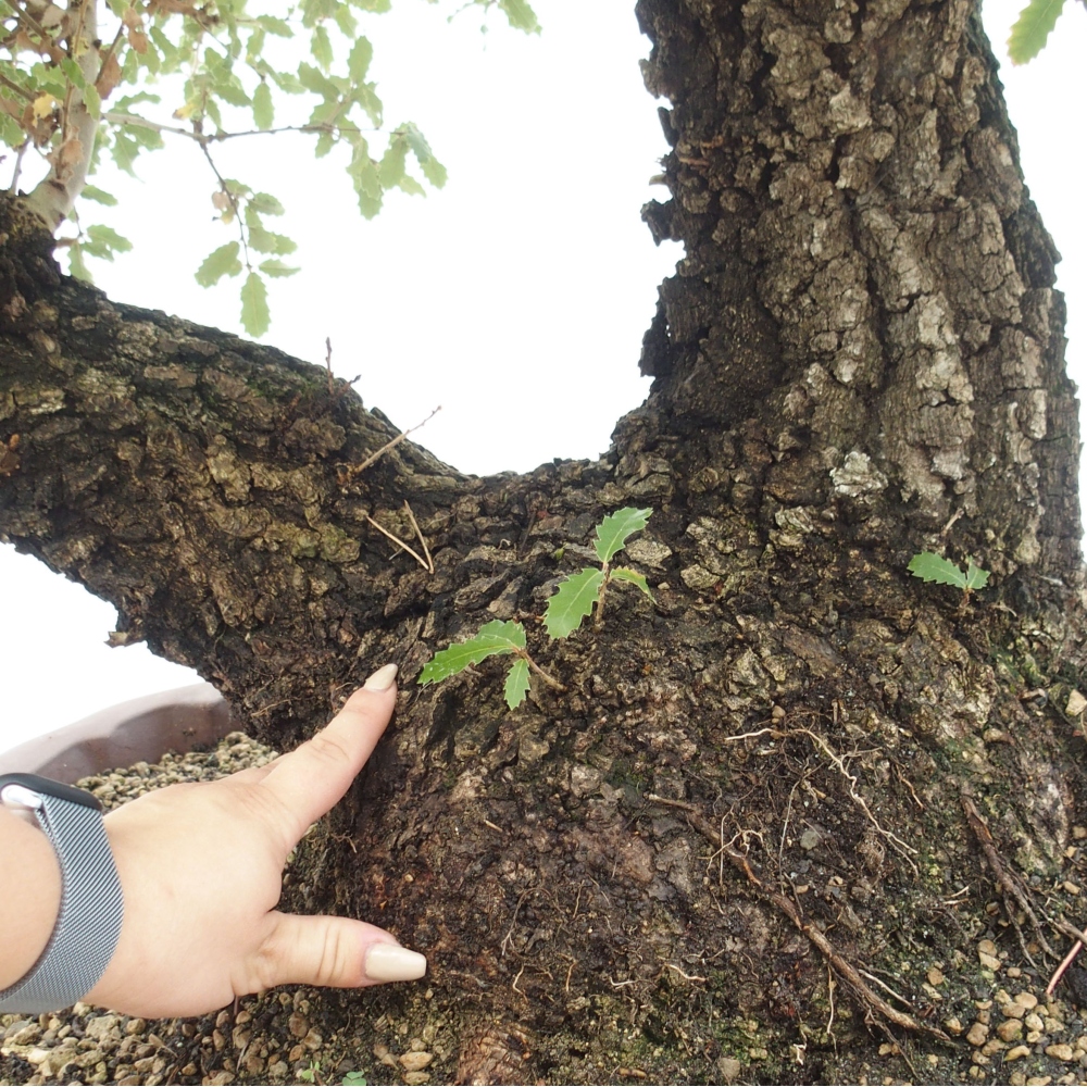 Yamadori - Quercus Ilex - Tölgy magyal