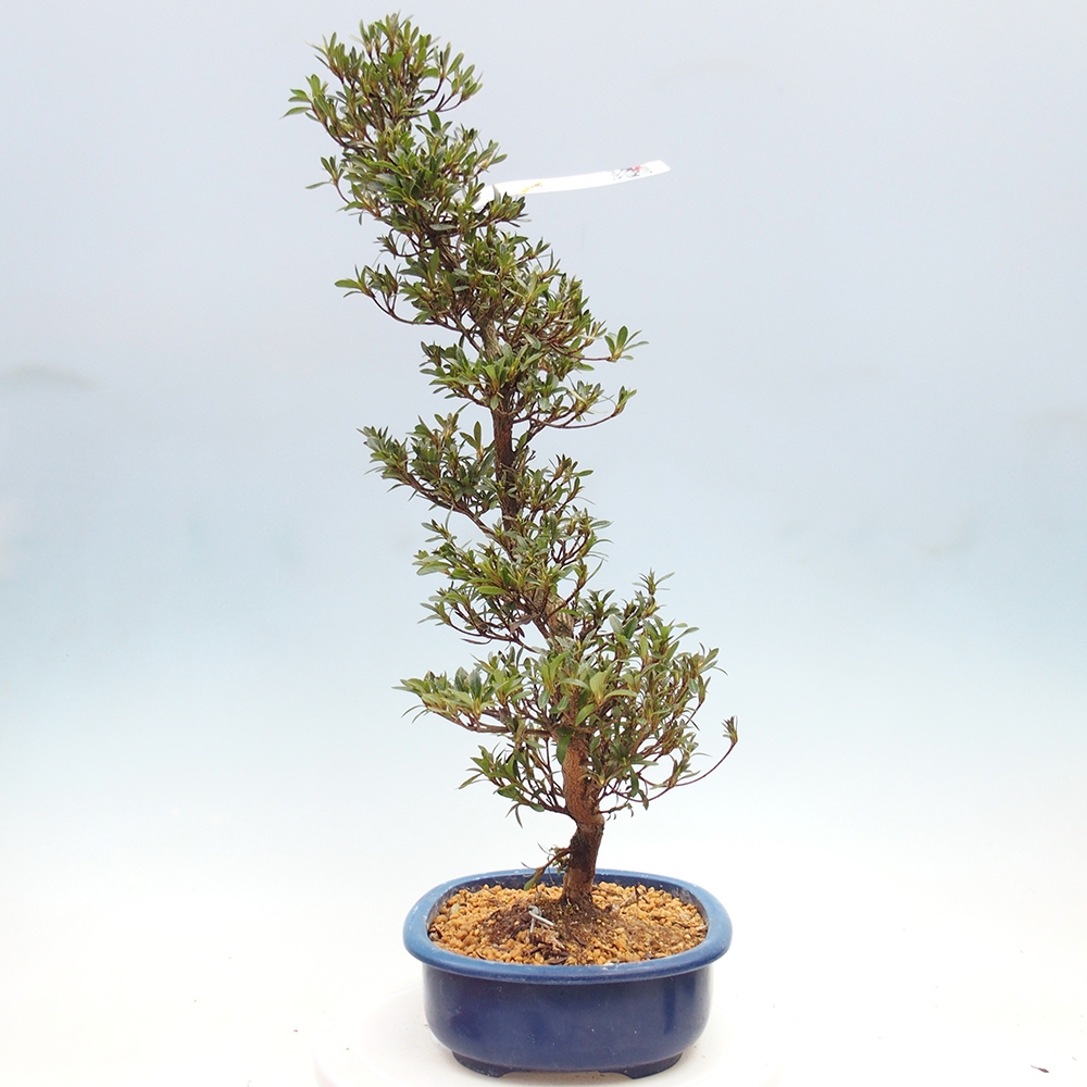 Kültéri bonsai - Japán azálea - Azalea Hakurin
