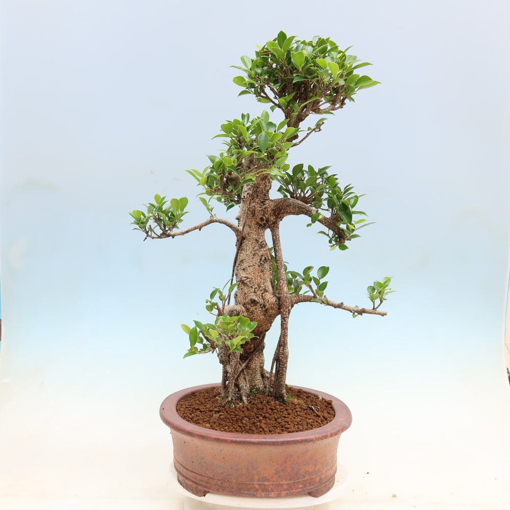 Szobai bonsai - Ficus kimmen - kislevelű fikusz