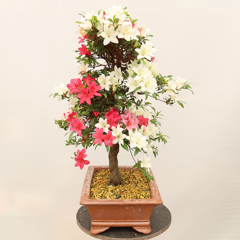 Kültéri bonsai - japán azálea - Azálea CHIHIRO