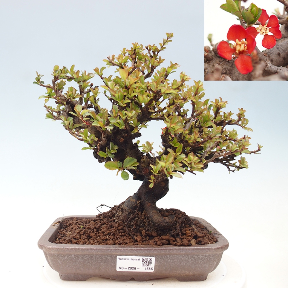 Kültéri bonsai - Chaneomeles speciosa - birs