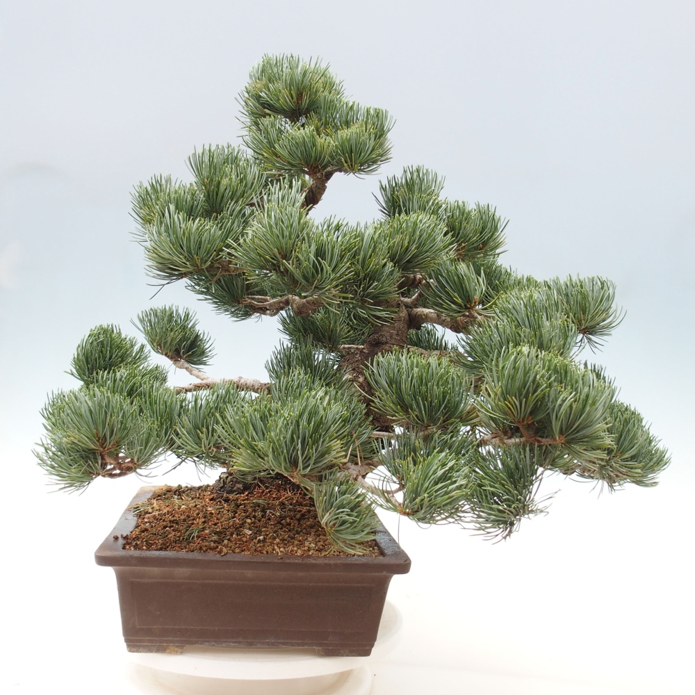 Kültéri bonsai - Pinus parviflora - Pinus parviflora