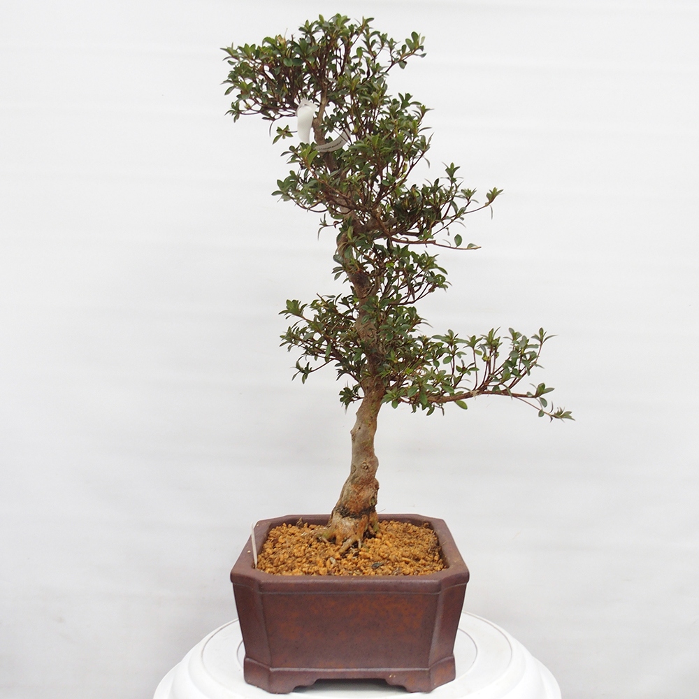Kültéri bonsai - Japán azálea - Azalea Hanatsuzuri