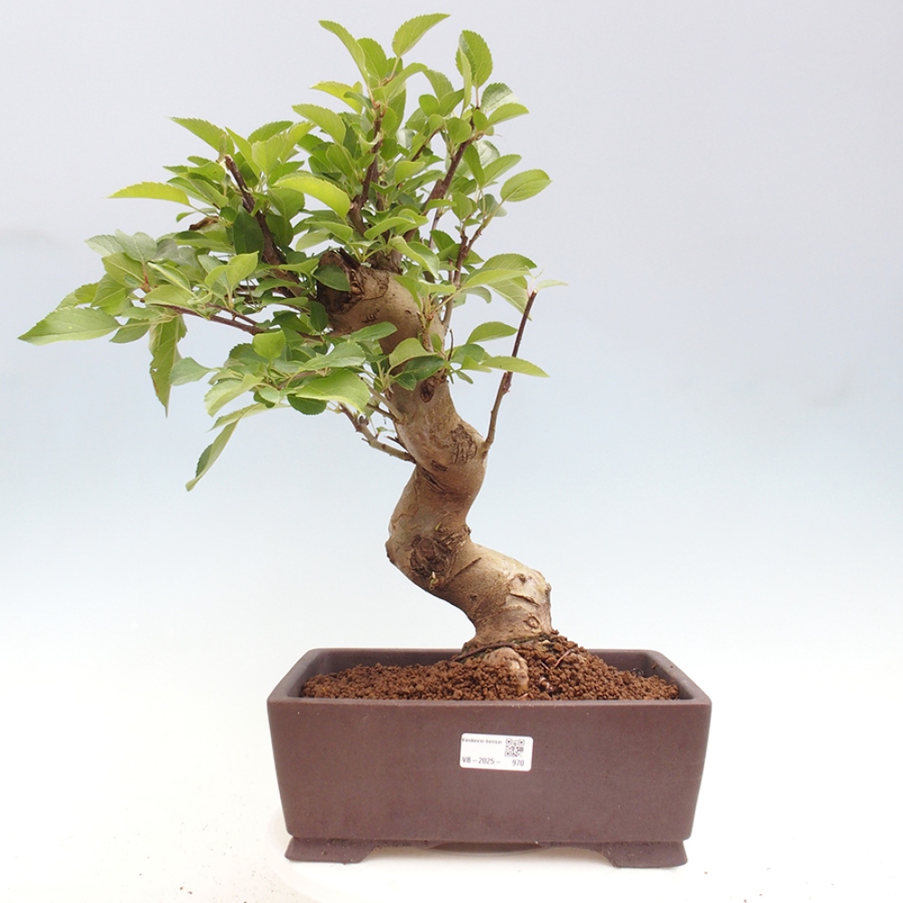 Kültéri bonsai -Malus halliana - Kis gyümölcsű almafa
