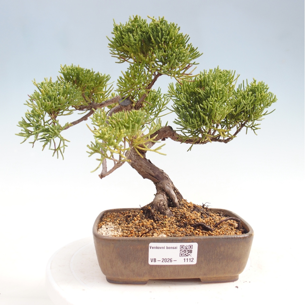 Kültéri bonsai - Juniperus chinensis Kishu
