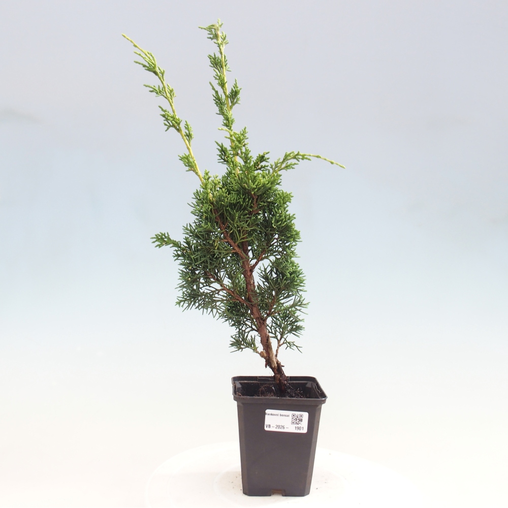 Kültéri bonsai - Juniperus chinensis Kishu