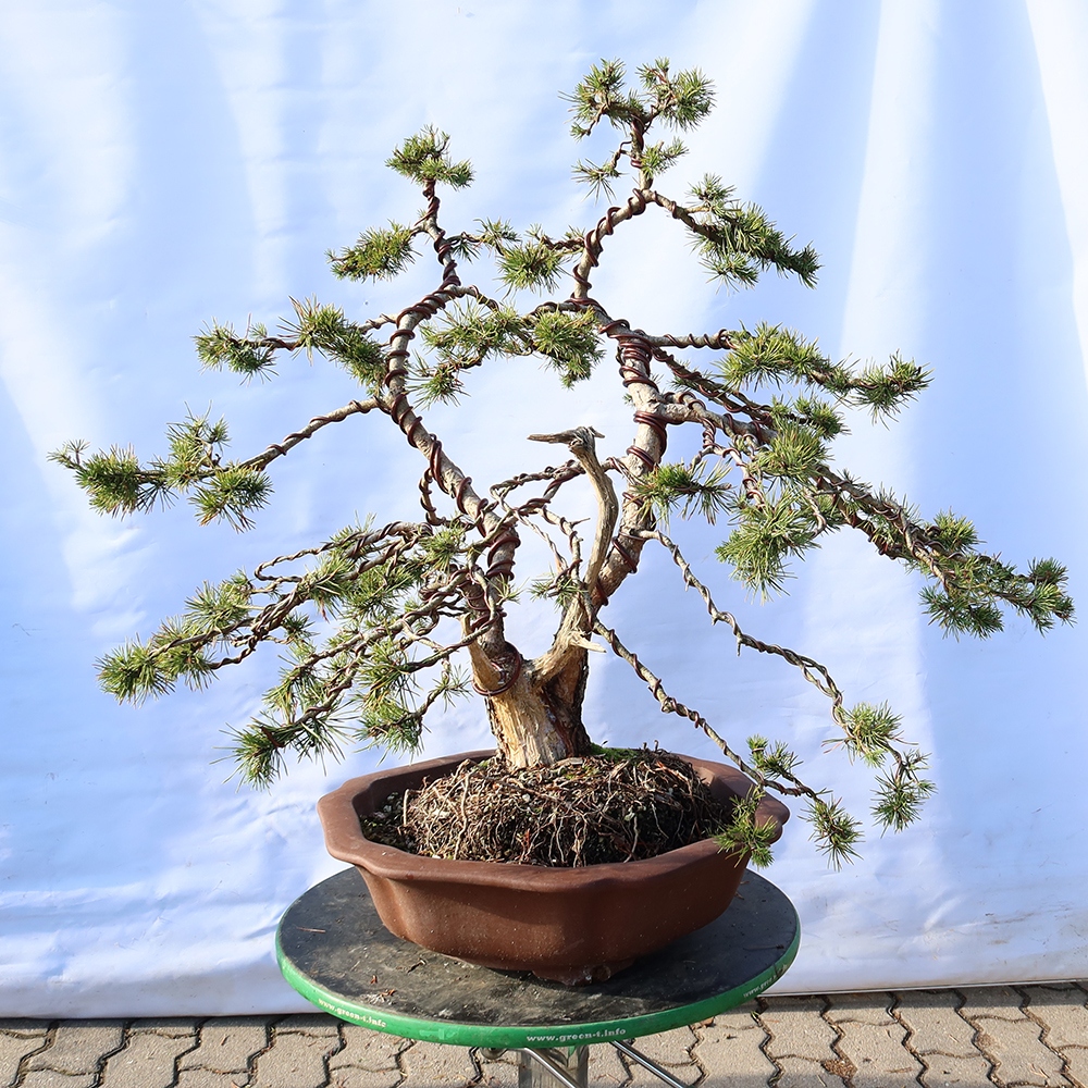Pinus sylvestris Spanyolország – erdei fenyő