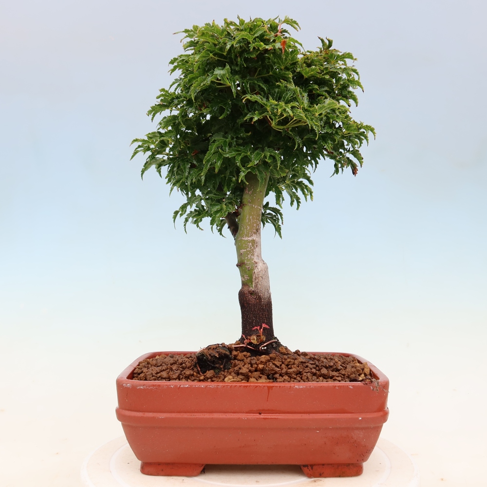 Kültéri bonsai -Javor pálma Acer palmatum Shishigashira