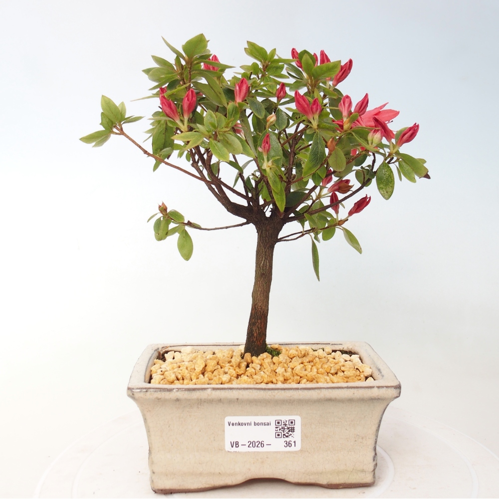 Kültéri bonsai - japán azálea - Azalea sp.