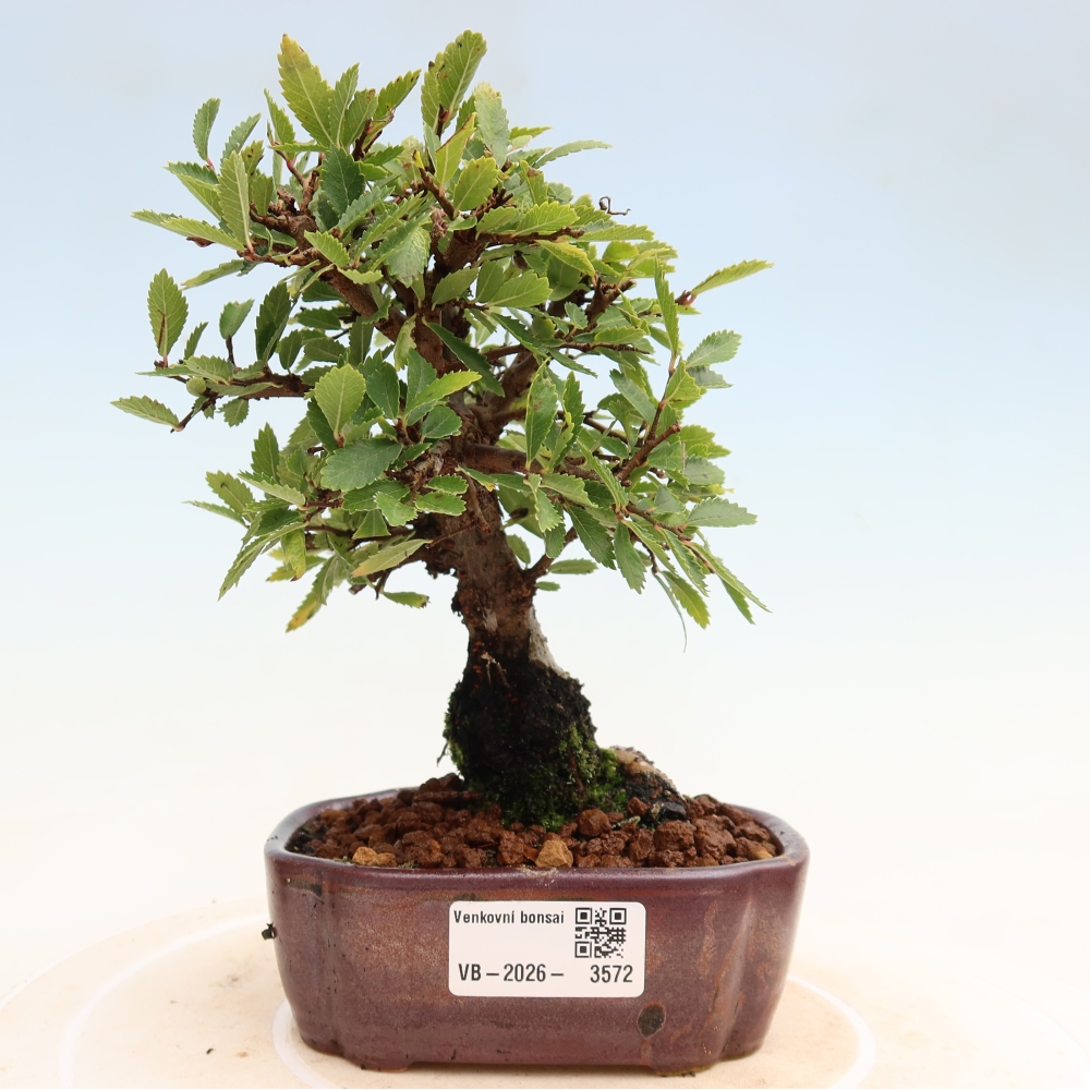 Kültéri bonsai - Zelkova - Zelkova NIRE