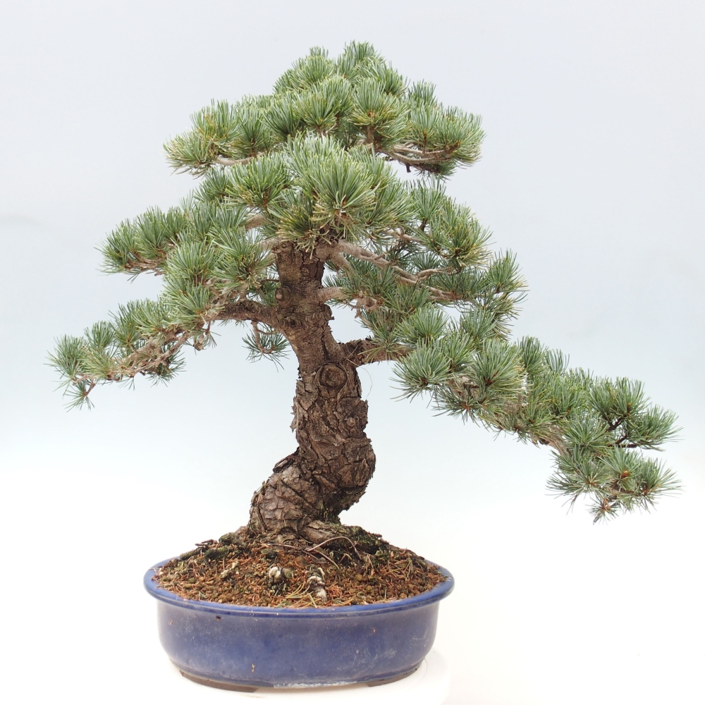 Kültéri bonsai - Pinus parviflora - Pinus parviflora