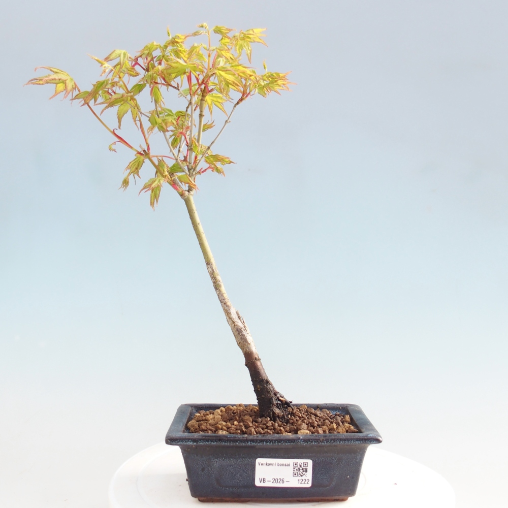 Acer palmatum Aureum - Arany juhar