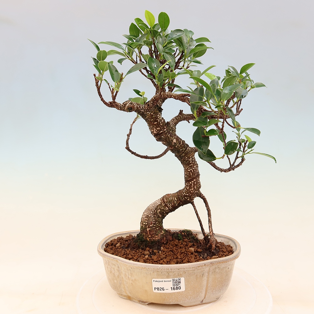 Szobai bonsai - Ficus retusa - kislevelű fikusz