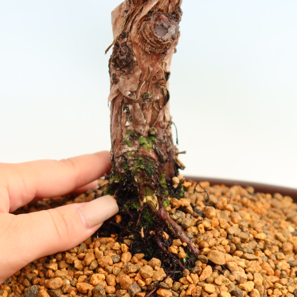 Kültéri bonsai - Juniperus chinensis Kishu